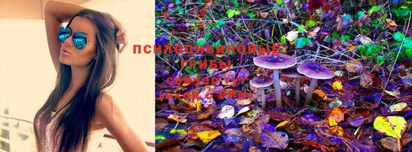 индика Белокуриха